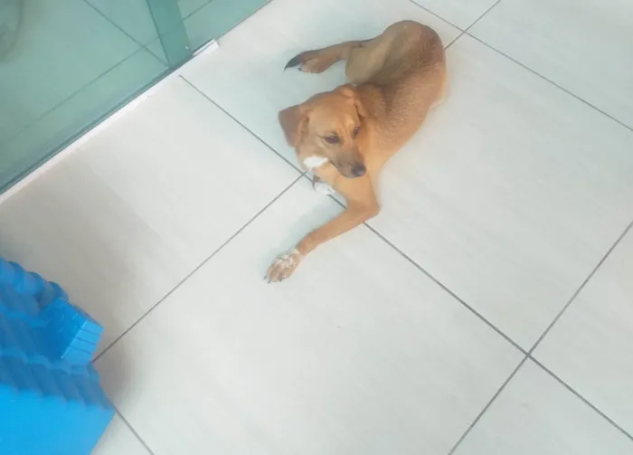 Cachorro ra a SRD-ViraLata idade 1 ano nome Malu