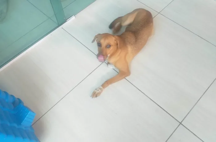 Cachorro ra a SRD-ViraLata idade 1 ano nome Malu