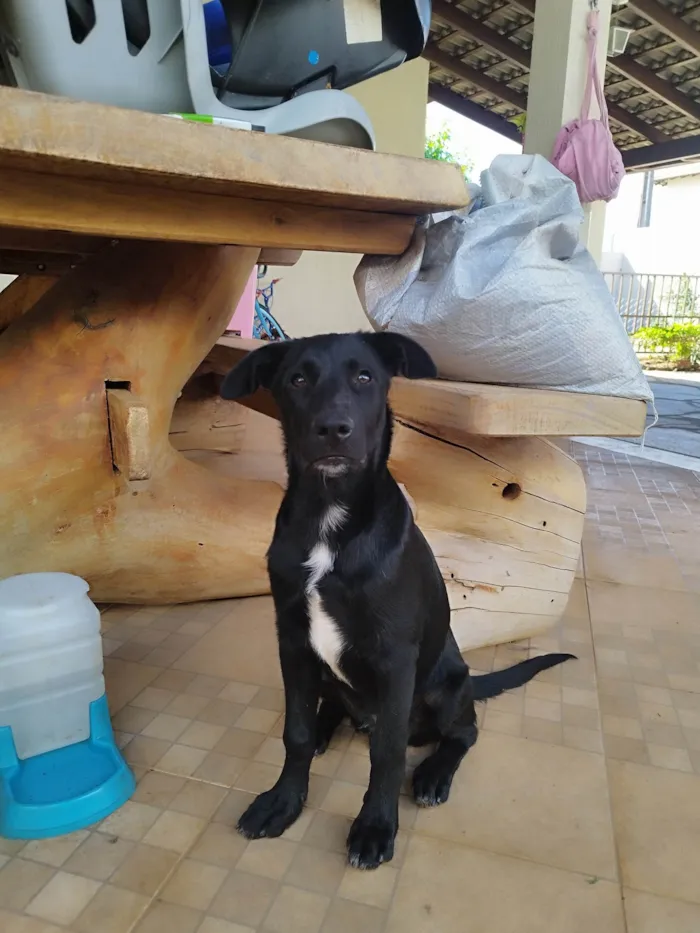 Cachorro ra a Pai Border Collie mãe Salsicha  idade 2 a 6 meses nome Bruce