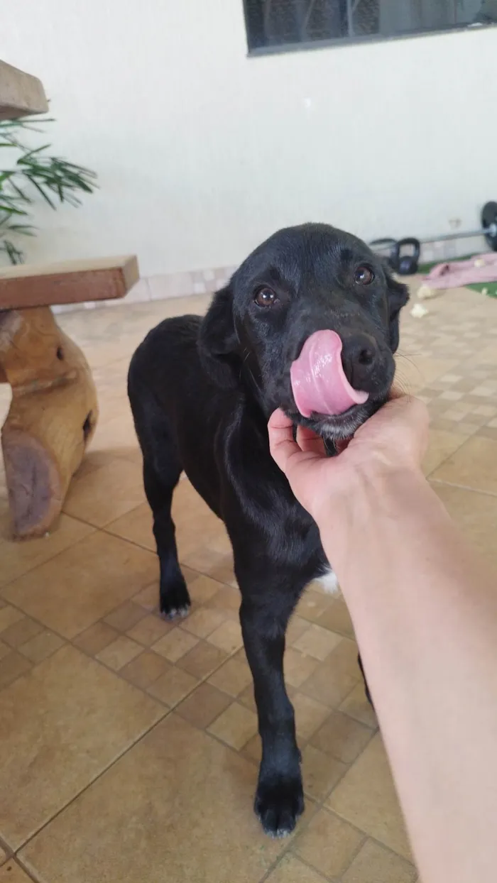 Cachorro ra a Pai Border Collie mãe Salsicha  idade 2 a 6 meses nome Bruce