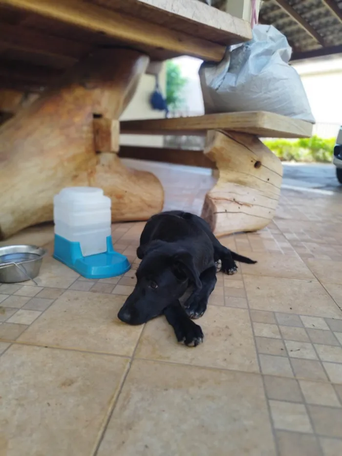 Cachorro ra a Pai Border Collie mãe Salsicha  idade 2 a 6 meses nome Bruce