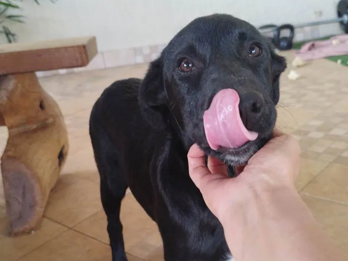 Cachorro ra a Pai Border Collie mãe Salsicha  idade 2 a 6 meses nome Bruce