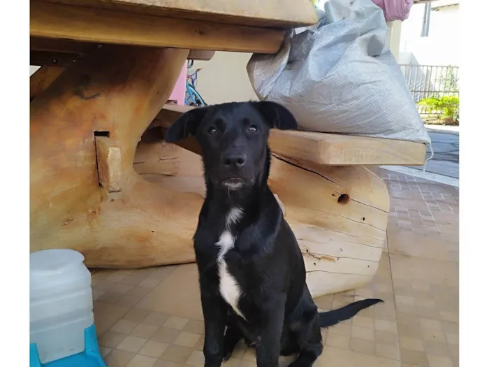 Cachorro ra a Pai Border Collie mãe Salsicha  idade 2 a 6 meses nome Bruce