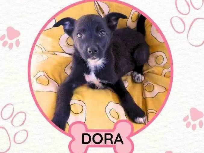 Cachorro raça SRD-ViraLata idade 3 anos nome DORA
