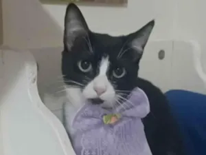 Gato raça srd idade 2 a 6 meses nome MAVIE