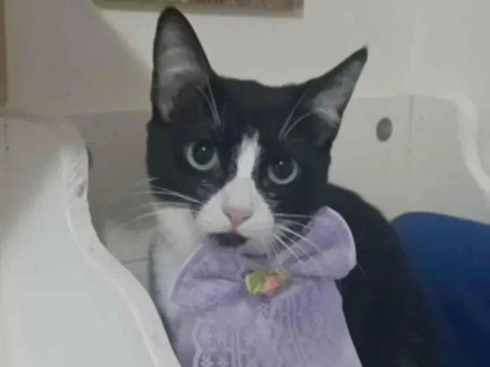 Gato ra a srd idade 2 a 6 meses nome MAVIE