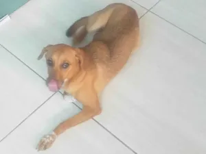 Cachorro raça SRD-ViraLata idade 1 ano nome Malu