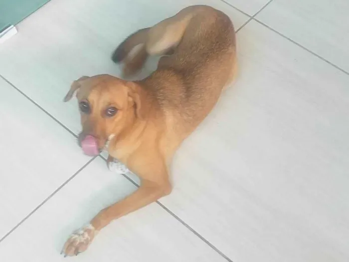 Cachorro ra a SRD-ViraLata idade 1 ano nome Malu