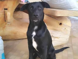 Cachorro raça Pai Border Collie mãe Salsicha  idade 2 a 6 meses nome Bruce