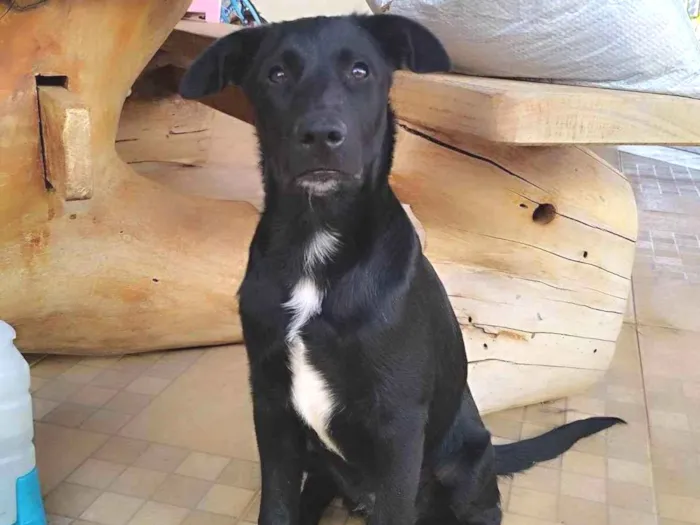 Cachorro ra a Pai Border Collie mãe Salsicha  idade 2 a 6 meses nome Bruce