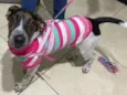 Cachorro raça mix idade 7 a 11 meses nome Maya