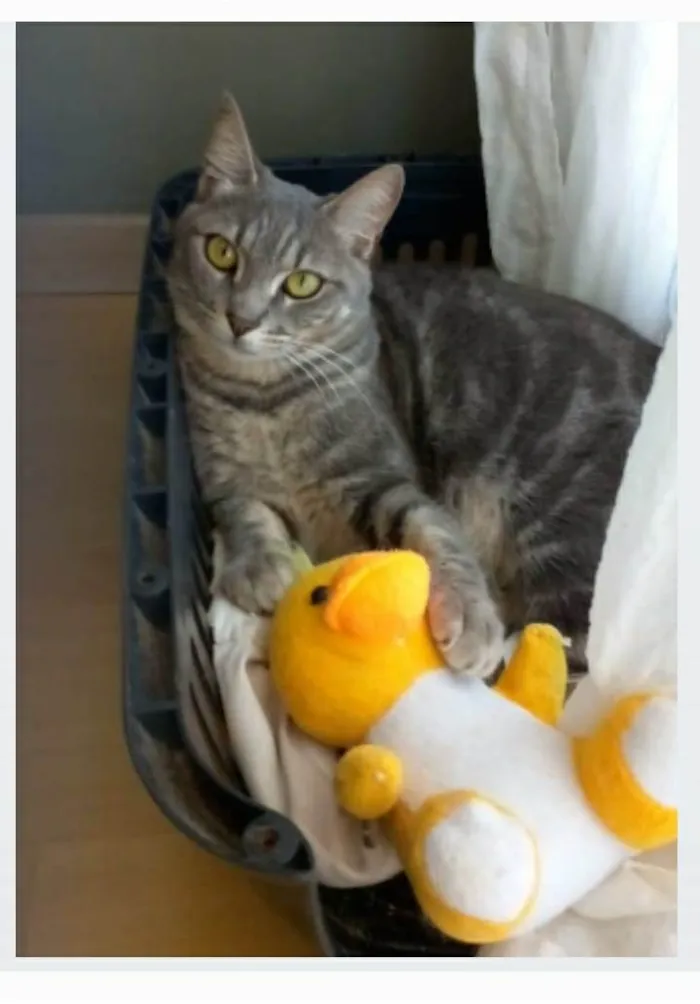 Gato ra a srd idade 2 anos nome ADELLY
