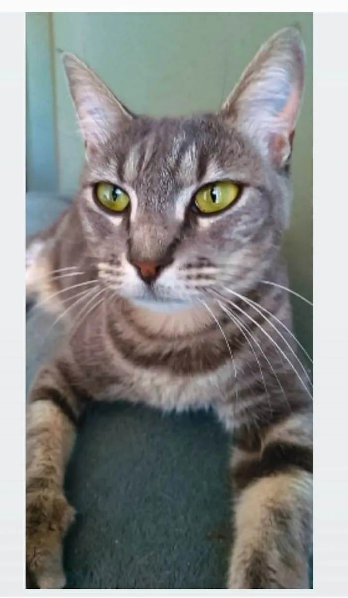 Gato ra a srd idade 2 anos nome ADELLY