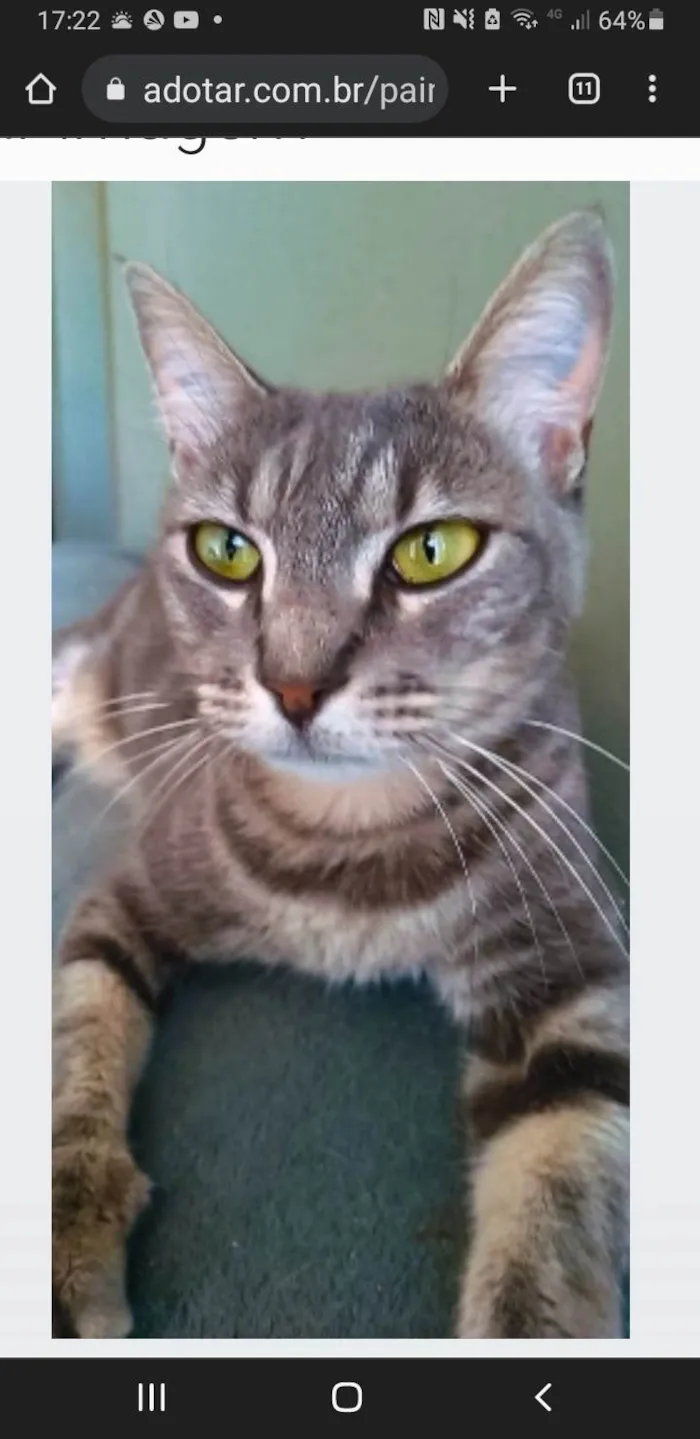 Gato ra a srd idade 2 anos nome ADELLY