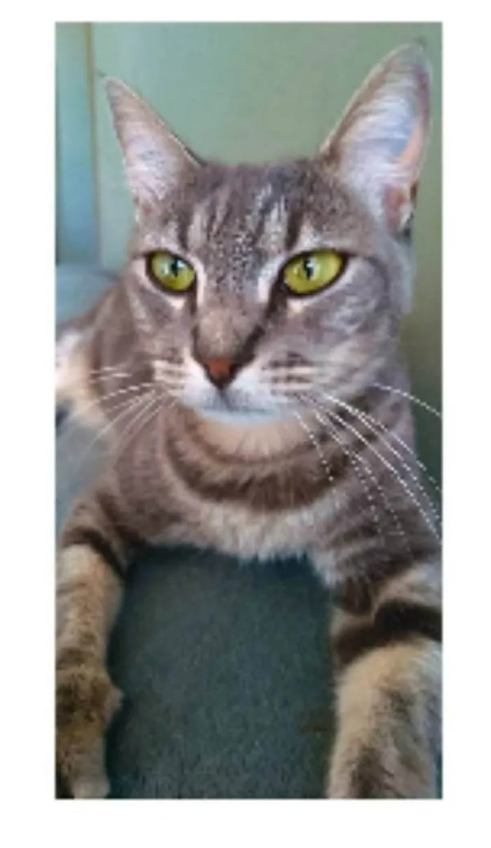 Gato ra a srd idade 2 anos nome ADELLY