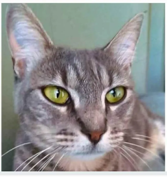 Gato ra a srd idade 2 anos nome ADELLY