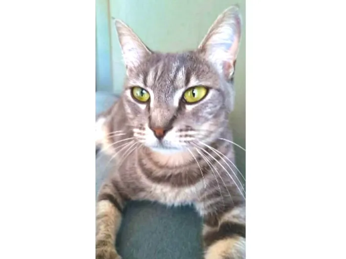 Gato ra a srd idade 2 anos nome ADELLY