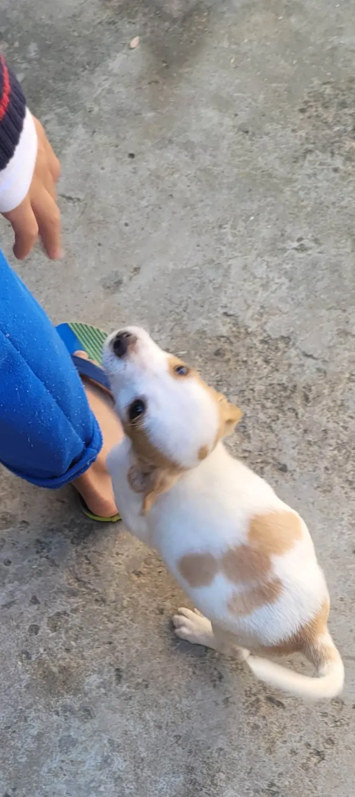 Cachorro ra a Vira lata idade Abaixo de 2 meses nome Sem nome 