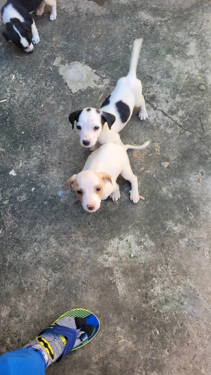 Cachorro ra a Vira lata idade Abaixo de 2 meses nome Sem nome 