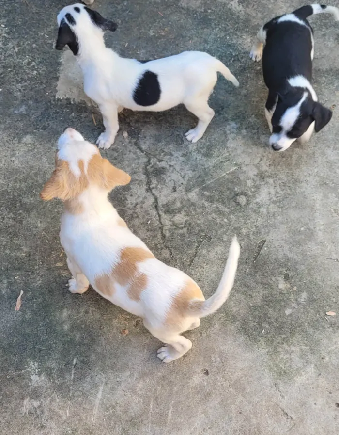 Cachorro ra a Vira lata idade Abaixo de 2 meses nome Sem nome 