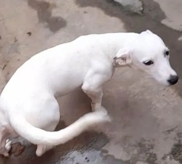 Cachorro ra a Vira lata idade Abaixo de 2 meses nome Sem nome 