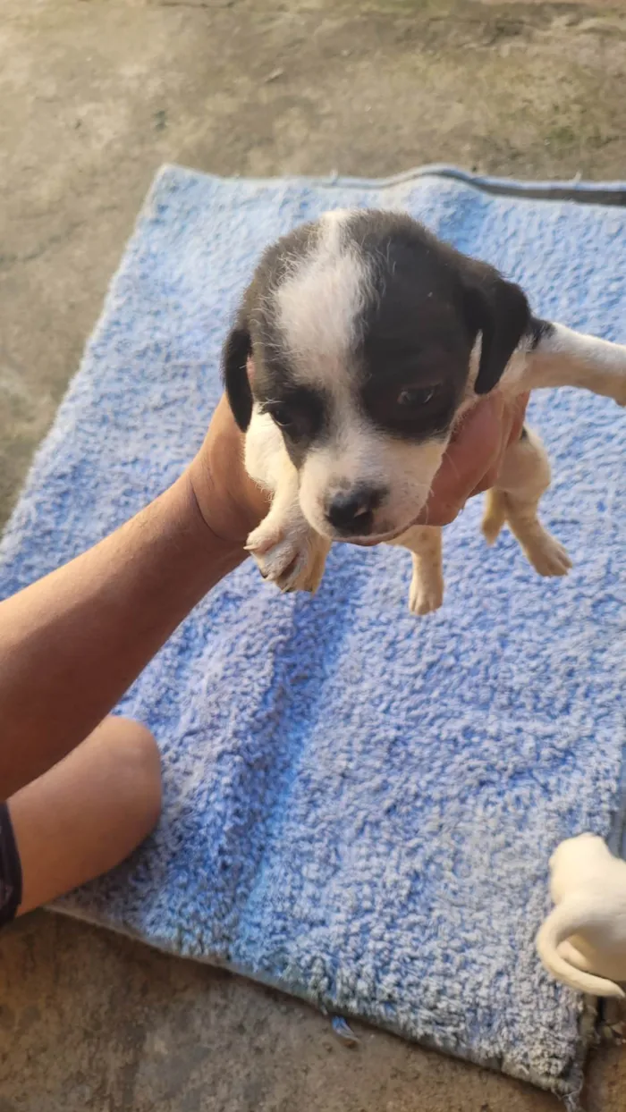 Cachorro ra a Vira lata idade Abaixo de 2 meses nome Sem nome 