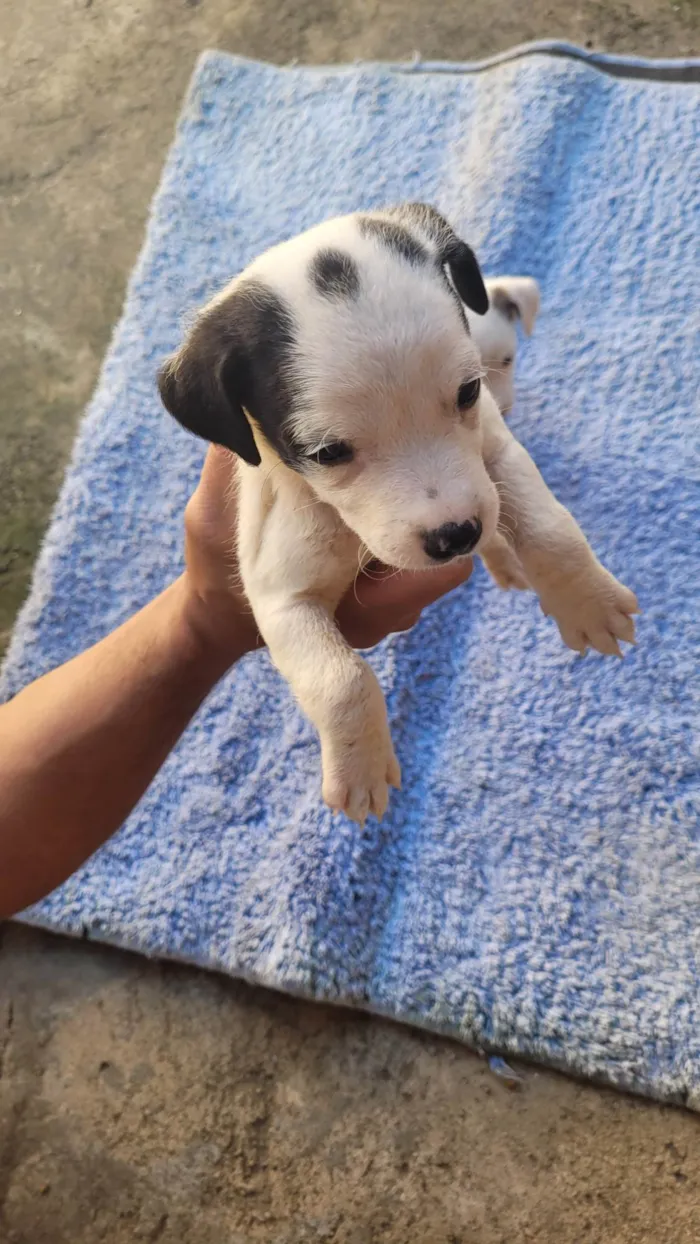 Cachorro ra a Vira lata idade Abaixo de 2 meses nome Sem nome 