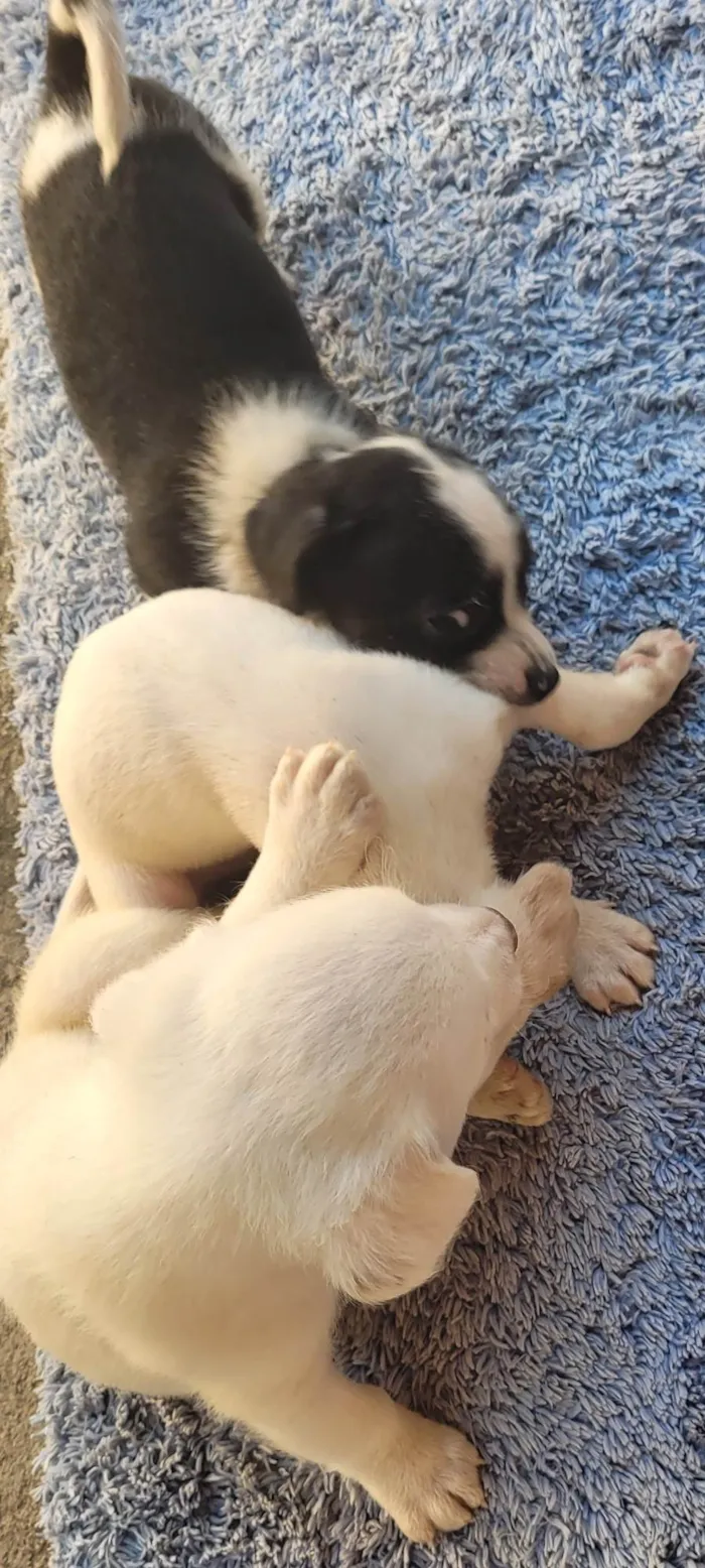 Cachorro ra a Vira lata idade Abaixo de 2 meses nome Sem nome 