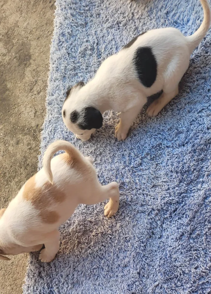 Cachorro ra a Vira lata idade Abaixo de 2 meses nome Sem nome 