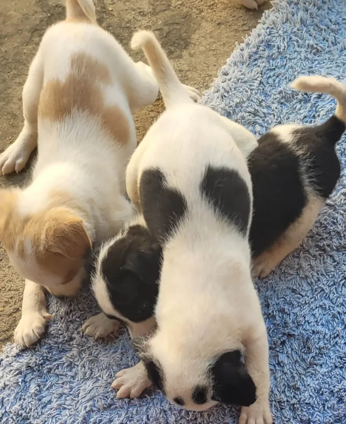 Cachorro ra a Vira lata idade Abaixo de 2 meses nome Sem nome 