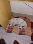 Bob