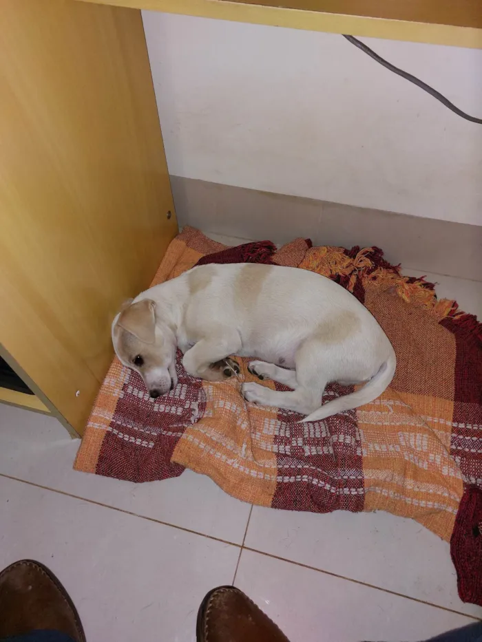 Cachorro raça SRD-ViraLata idade 2 a 6 meses nome Bob