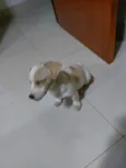 Bob