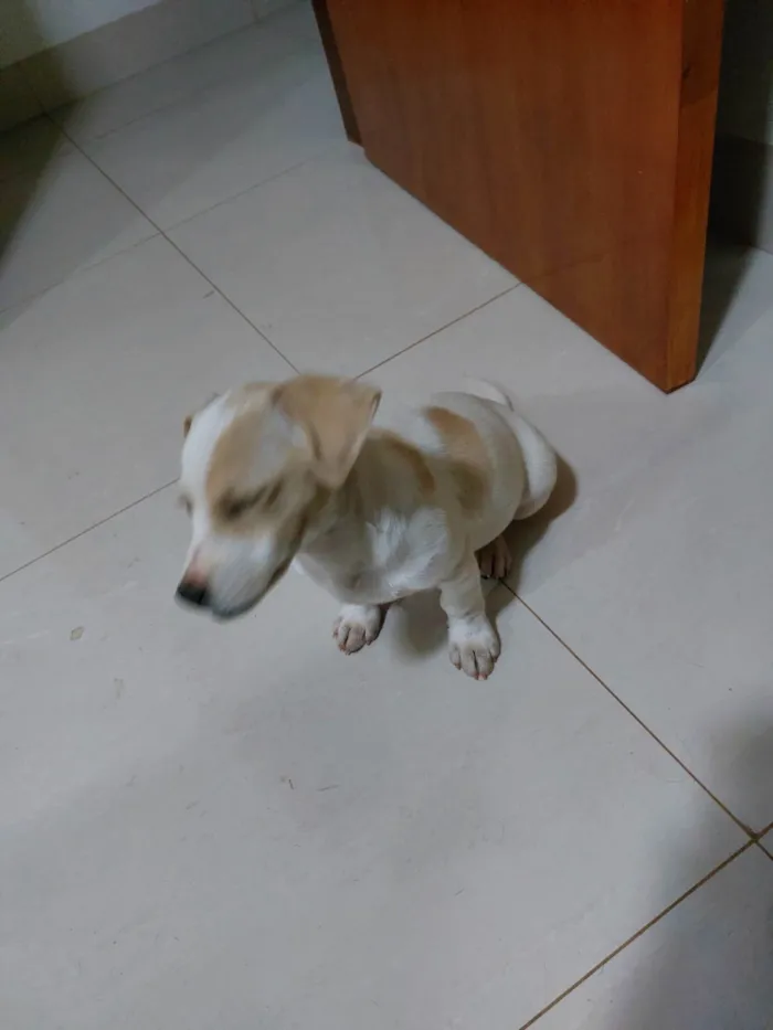 Cachorro raça SRD-ViraLata idade 2 a 6 meses nome Bob