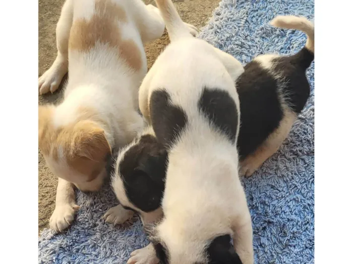 Cachorro ra a Vira lata idade Abaixo de 2 meses nome Sem nome 