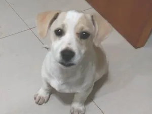 Cachorro raça SRD-ViraLata idade 2 a 6 meses nome Bob