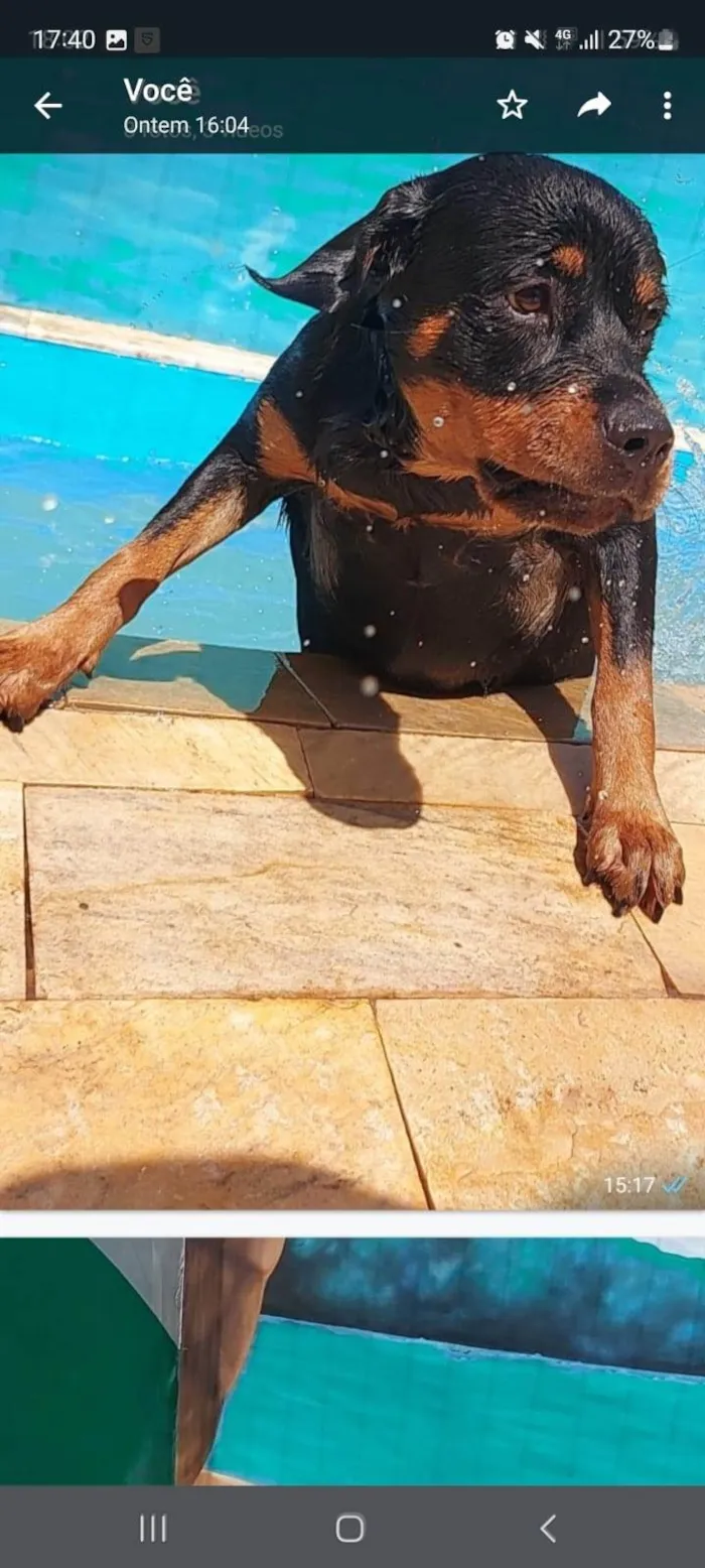 Cachorro ra a Rottweiler  idade 1 ano nome PETRA