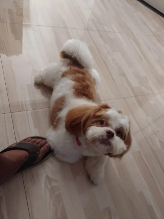 Cachorro raça Shitzu  idade 2 a 6 meses nome Billy 