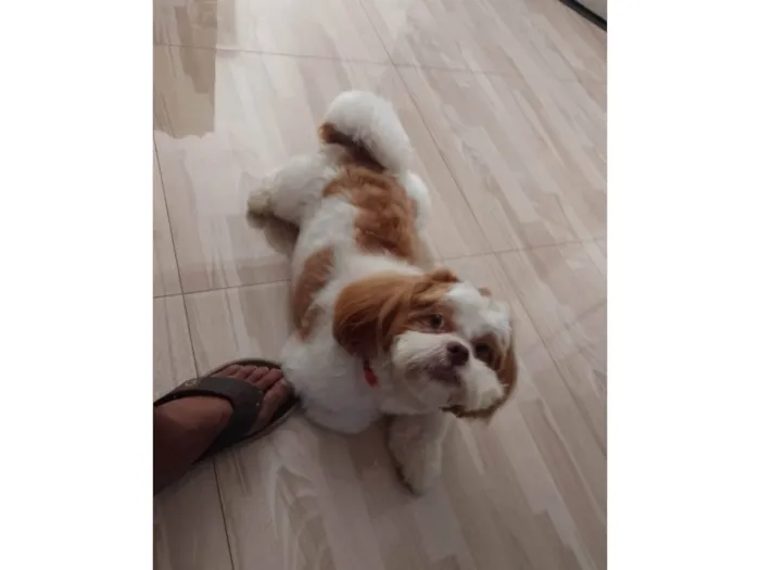 Cachorro raça Shitzu  idade 2 a 6 meses nome Billy 