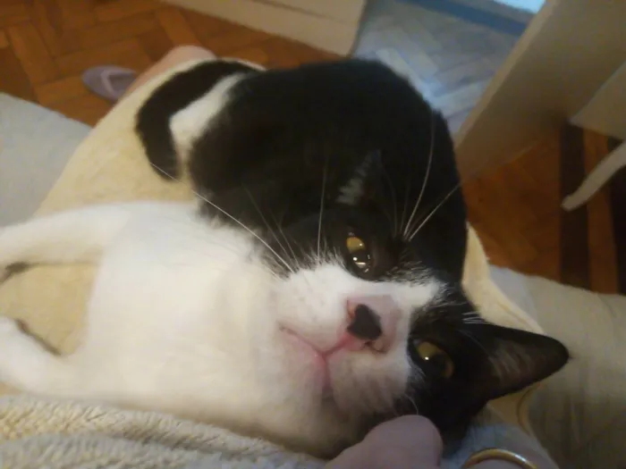 Gato ra a SRD-ViraLata idade 1 ano nome Merlin