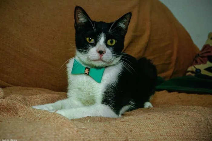 Gato ra a SRD-ViraLata idade 1 ano nome Merlin