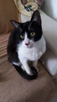 Merlin