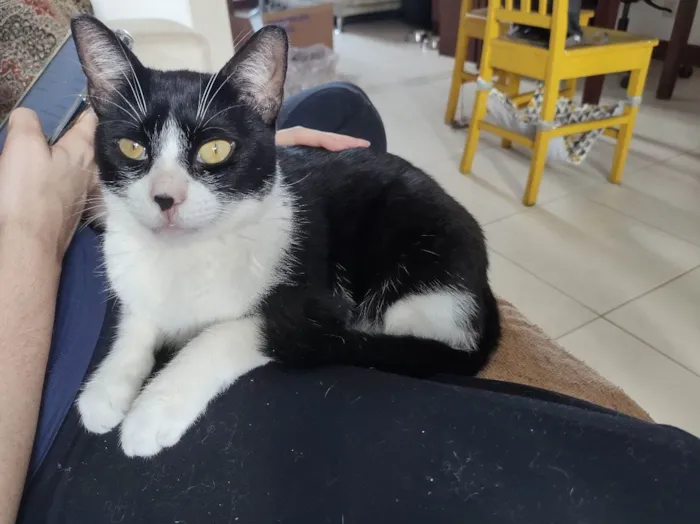 Gato ra a SRD-ViraLata idade 1 ano nome Merlin