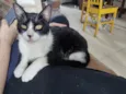 Merlin