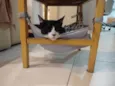 Merlin