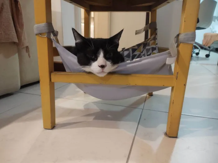Gato ra a SRD-ViraLata idade 1 ano nome Merlin