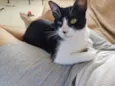 Merlin