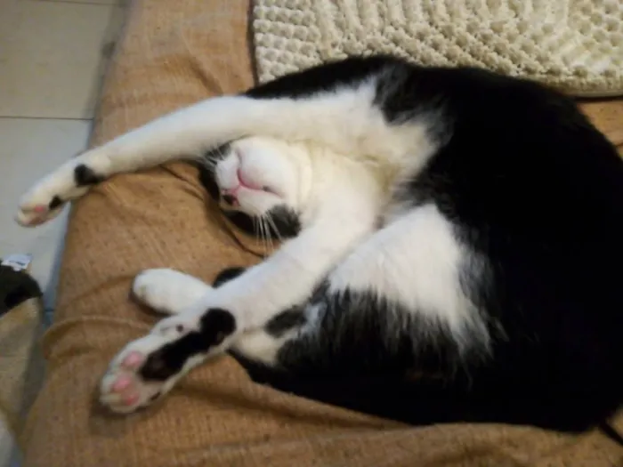 Gato ra a SRD-ViraLata idade 1 ano nome Merlin