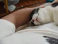 Merlin