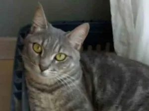 Gato raça srd idade 2 anos nome ADELLY